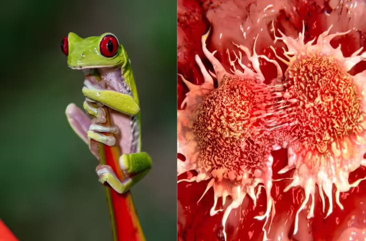 प्रकृति से निकला कैंसर का दुश्मन! जापान के ट्री फ्रॉग में पाया गया शक्तिशाली एंटी-कैंसर ड्रग, एक डोज़ में होगा जड़ से खत्म&nbsp;