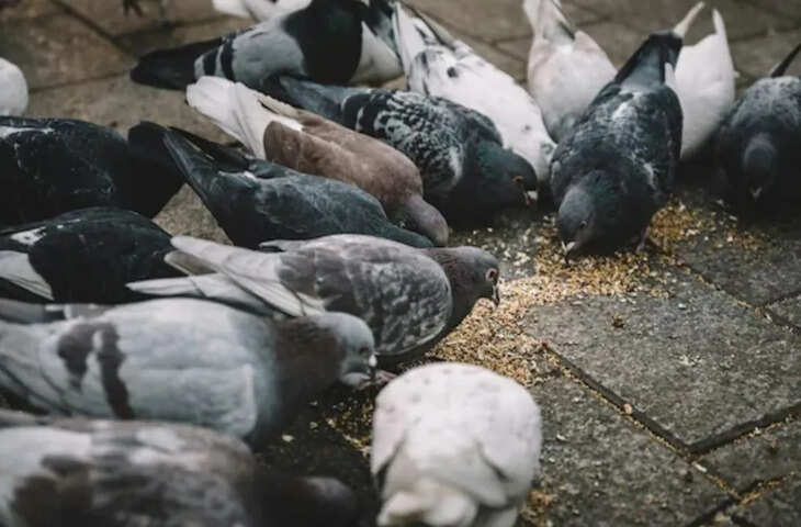 देश में पहली बार हुआ वो जो कभी नहीं हुआ! कबूतरों को दाना डालने वाले व्यापारी पर लगा हजारों का जुर्माना, जाने पूरा मामला&nbsp;