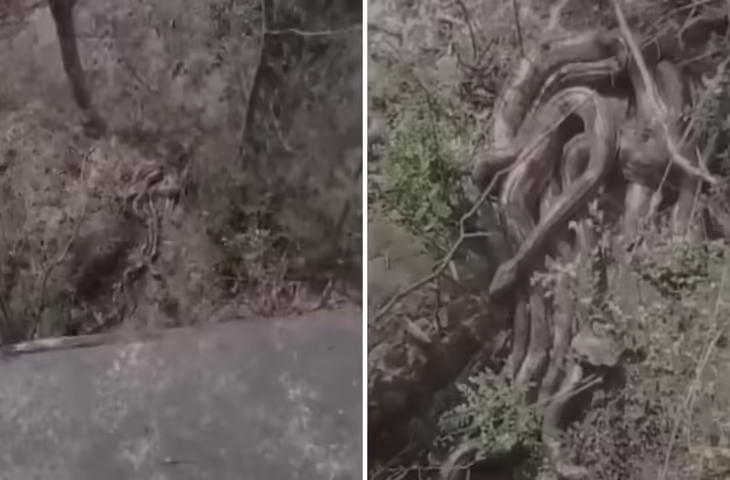 पेड़ की जड़ में छुपा अजगरों का झुंड, पत्थर मारते ही हुई भयंकर प्रतिक्रिया, खौफनाक वीडियो वायरल​​​​​​​