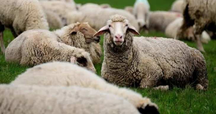 UP में 175 भेड़ों की मौत