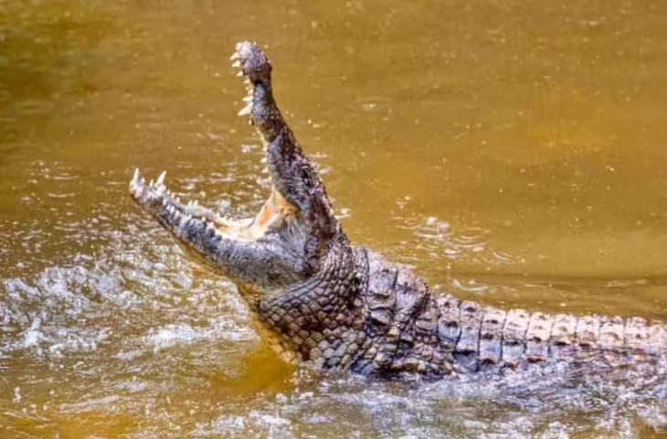 Viral Video : खतरनाक खेल पड़ा भारी! पानी में मगरमच्छ से उलझा शख्स, आगे जो हुआ वो रोंगटे खड़े कर देगा