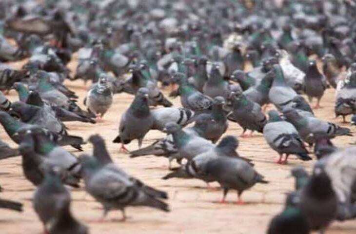 राजस्थान के &lsquo;करोड़पति फकीर&rsquo;: सुनने में अजीब, लेकिन सच है यह अनोखी कहानी