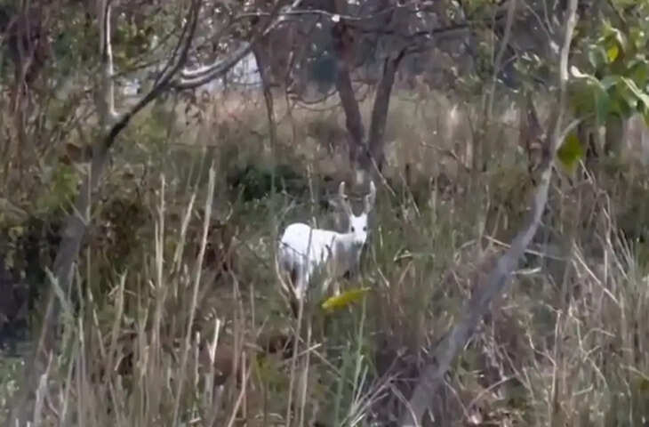  क्या आपने कभी देखा है सफेद हिरण? भारत के इस शहर में कुदरत का यह 'करिश्मा' देखकर हर कोई रह गया दंग