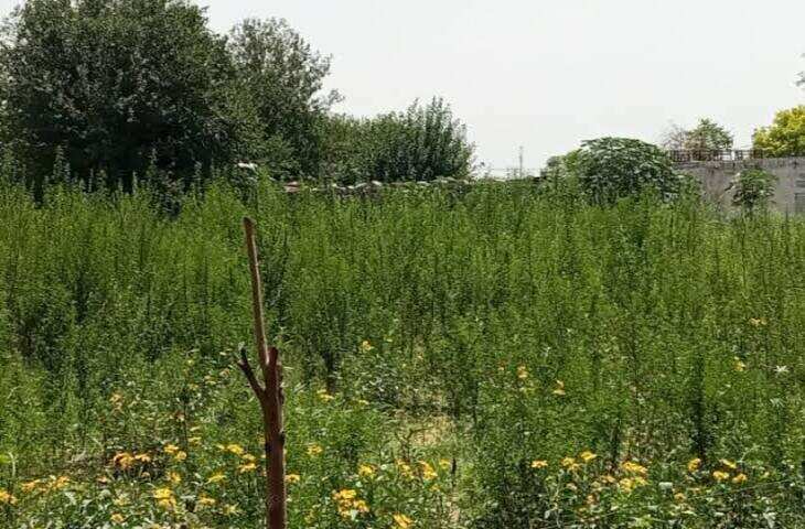 जयपुर में अवैध गांजे की खेती पर पुलिस का बड़ा एक्शन, फुटेज में देंखे 48 पौधे नष्ट, 40 किलो से ज्यादा गांजा जब्त