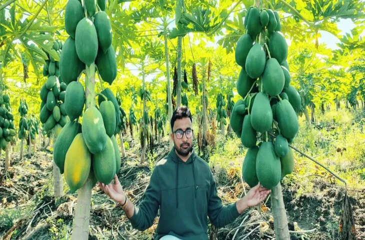 उच्च शिक्षा छोड़ बागवानी की राह, 15 एकड़ में पपीते की खेती से लाखों कमा रहे सोमानी बन रहे युवओं के लिए मिसाल
