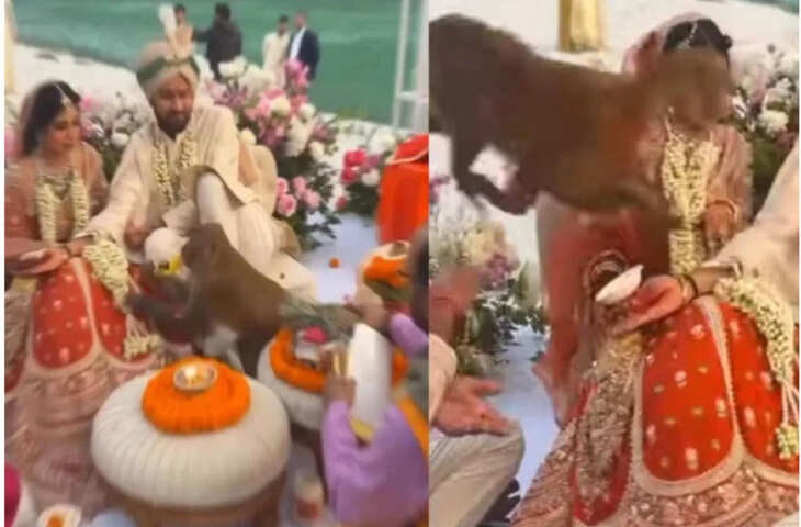 शादी का माहौल बना अफरातफरी! रस्मों के बीच बंदर ने मचा दिया उत्पात, VIDEO देख नहीं रुकेगी हंसी&nbsp;