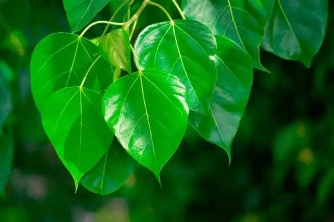 peepal tree remedy know the benefits and importance of worship peepal tree