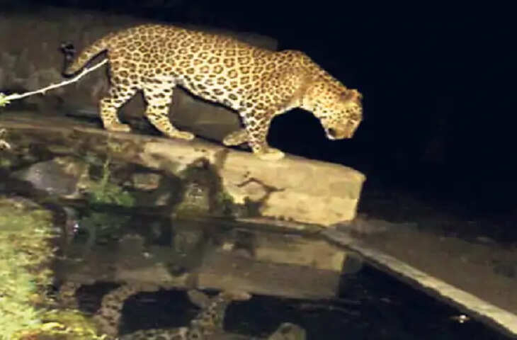 Jhunjhunu में बंसियाल खेतड़ी कंजर्वेशन रिजर्व में जंगल सफारी 5 से