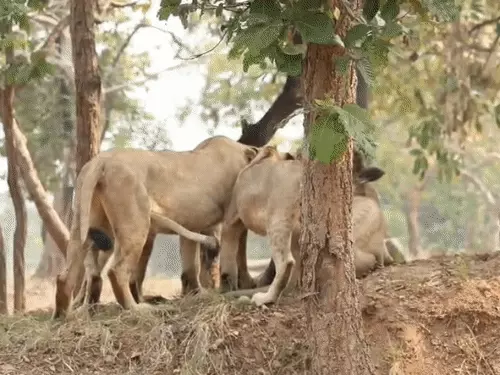 राजगीर जू सफारी और नेचर सफारी जाने वाले पर्यटकों के लिए जरूरी खबर, दुर्गा पूजा और विजयादशमी पर रहेंगे बंद