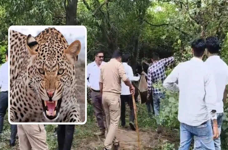 मुरादाबाद में तेंदुए का आतंक, 10 वर्षीय बच्ची को जबड़े में दबाकर ले गया