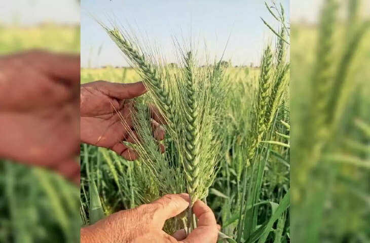 Katihar जैविक खेती को ले किया जागरूक, जैविक विधि से सब्जी की खेती को ले किसानों को दी जानकारी