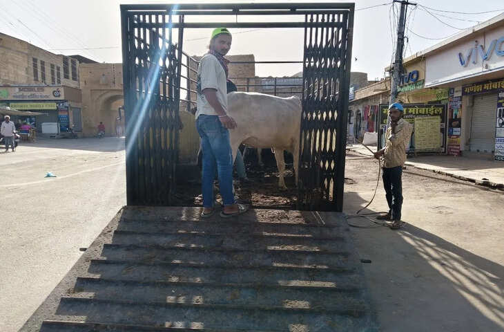 स्वर्णनगरी में सड़कों पर एक्शन.. आवारा पशुओं की धरपकड़ को लेकर अभियान शुरू