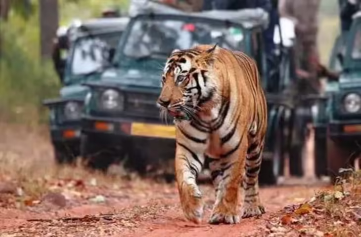 पीलीभीत टाइगर रिजर्व की बाघिन और शावकों का प्यारा पल, वन्यजीवन प्रेमियों को खूब पसंद आएगा ये VIDEO&nbsp;