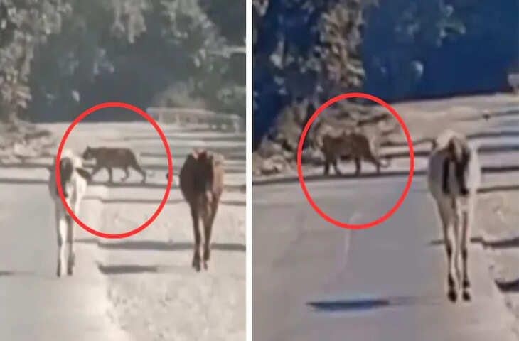 कई लोगों को शिकार बना चुकी बाघिन 'कनकटी' का कोटा के 5 गांवों में खौफ, एंक्लोजर फांदकर निकली थी बाहर