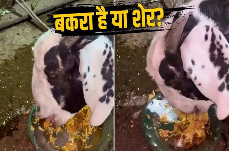 बकरा बना &lsquo;नॉन-वेजिटेरियन&rsquo;? मालिक का दावा&mdash;घास छोड़ अब खा रहा चिकन और मटन बिरयानी