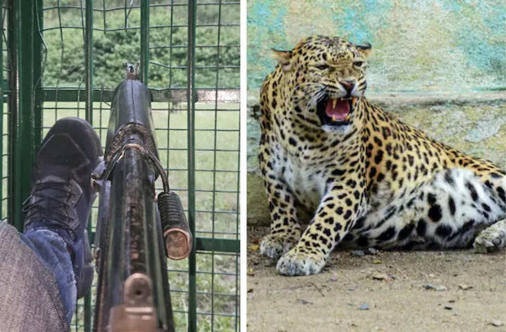 उदयपुर में हिस्ट्रीशीटर के घर से तेंदुए की खाल बरामद, वीडियो में देखें वन्यजीव अपराध की जांच शुरू