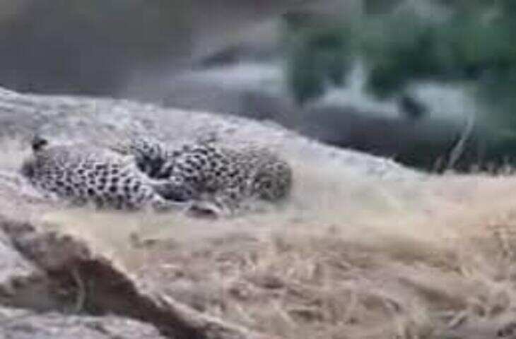 पाली के बाली क्षेत्र में दिखा दुर्लभ नजारा, फुटेज में देखें जंगल सफारी के दौरान पहाड़ियों पर अठखेलियां करते नजर आए दो लेपर्ड