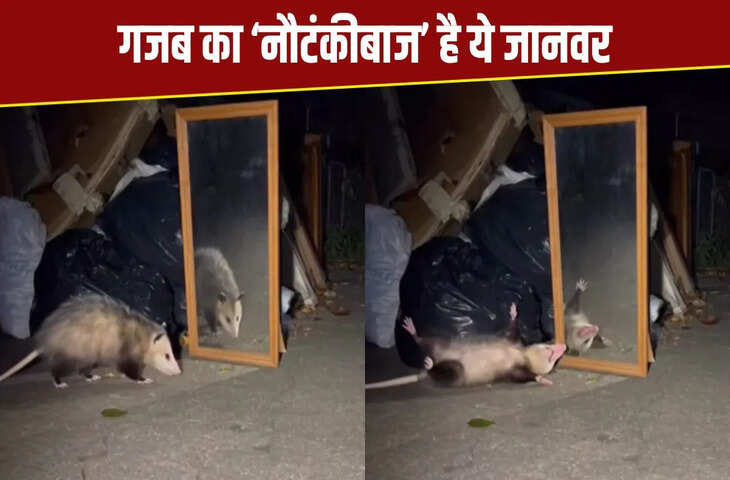 गजब है ये जानवर, शीशे में खुद को ही देखकर बेहोश होने का किया नाटक, देखें वीडियो