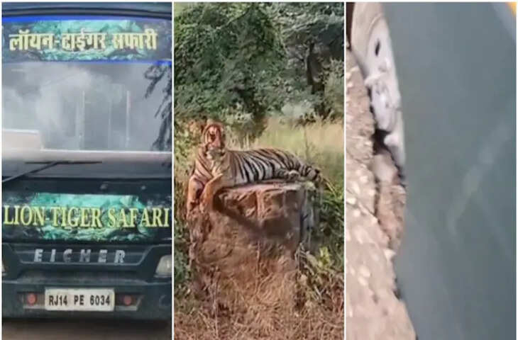 &nbsp;सड़क पर धंसा पर्यटकों का वाहन, बाघ के सामने 30 मिनट तक अटकी रहीं जान