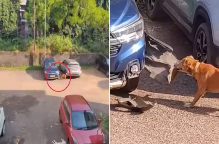 गोवा में कुत्ते की शरारत बनी चर्चा का विषय, गाड़ी में छिपे चूहे को पकड़ने में कर दिया बड़ा नुकसान, उखा​ड दिया बंपर