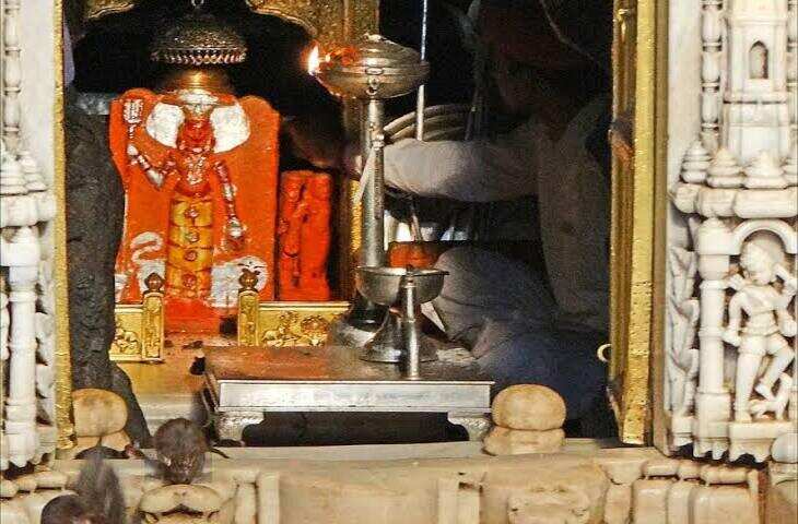 करणी माता मंदिर, बीकानेर: चूहों वाला अनोखा मंदिर, जहां 25 हजार से ज्यादा 'काबा' रहते हैं
