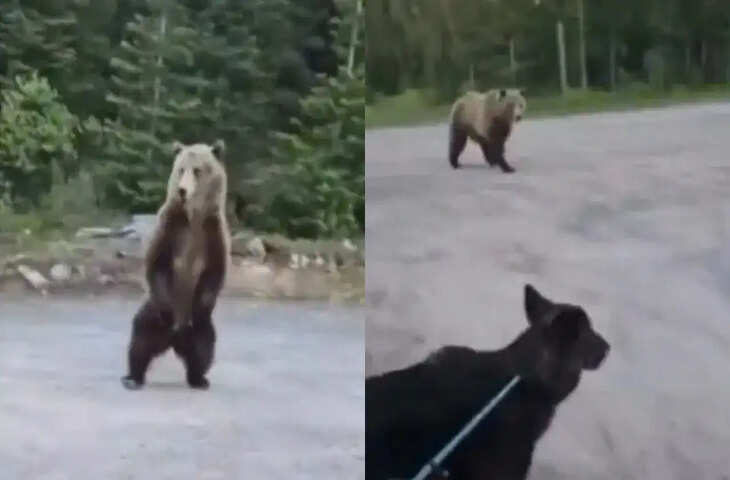 Bear Encounter Viral Video: सुबह की सैर के दौरान भालू से हुआ सामना, महिला की चतुराई ने बचा ली जान&nbsp;