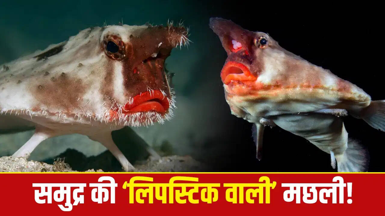 Red-Lipped Batfish: समुद्र की ‘लाल होंठों वाली’ अनोखी मछली, जो तैरती नहीं बल्कि चलती है