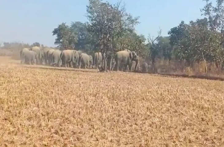 जंगली हाथियों का खूनी तांडव&hellip; झारखंड में अब तक 17 लोगों की ली जान, वन विभाग ने ओडिशा से बुलाई स्पेशल टीम
