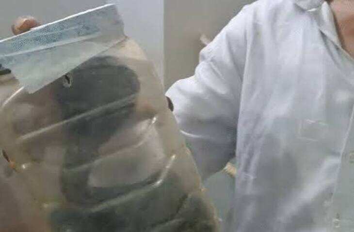 पाली में कोबरा ने स्नेक कैचर को डसा, फुटेज में देंखे सांप को डिब्बे में बंद कर खुद अस्पताल पहुंचा; डॉक्टर भी रह गए हैरान