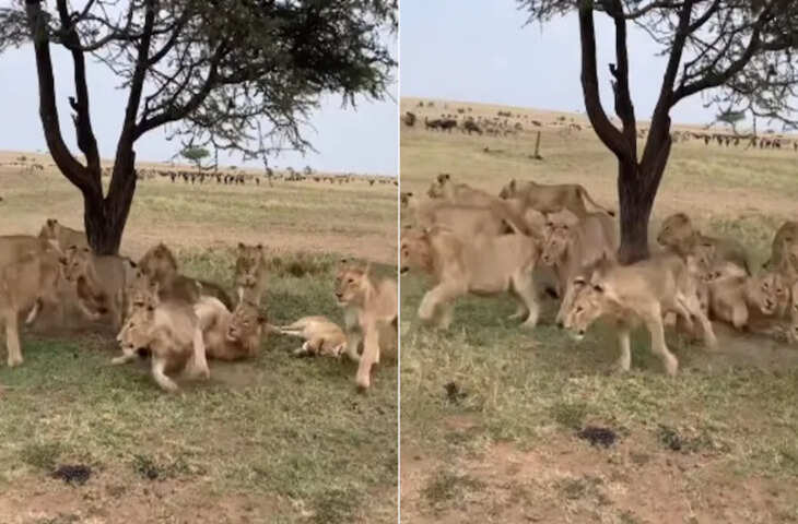 पेड़ के नीचे आराम फरमा रहा था शेरनियों का झुंड, हाथी राजा ने स्वैग में ली एंट्री, आगे जो हुआ, नजारा चौंका देगा
