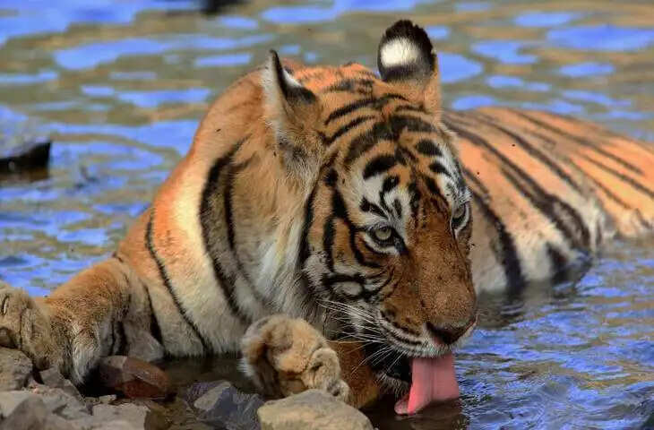 रणथम्भौर की &lsquo;मछली&rsquo; टाइगर की अनसुनी कहानी, वीडियो में देंखे 19 साल तक जंगल की रानी बनी रही सबसे मशहूर बाघिन