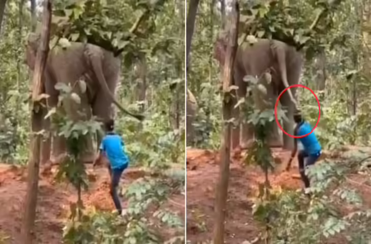 पहले खींची पूंछ, फिर फेंके पत्थर... हाथी को टॉर्चर करते शख्स का वीडियो वायरल, लोगों का IFS पर फूटा गुस्सा