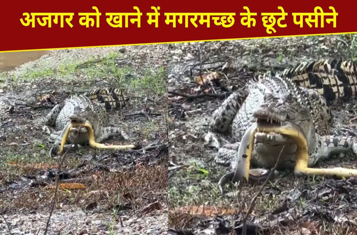 मगरमच्छ ने अजगर का किया शिकार, पर समझ नहीं आया कैसे खाएं, देखें हैरान करने वाला नजारा