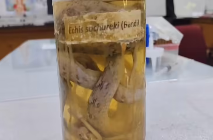 बीकानेर में ऊंट से बनी नई दवा, सर्पदंश का खौफ अब होगा कम, ग्रामीणों की जिंदगी होगी आसान