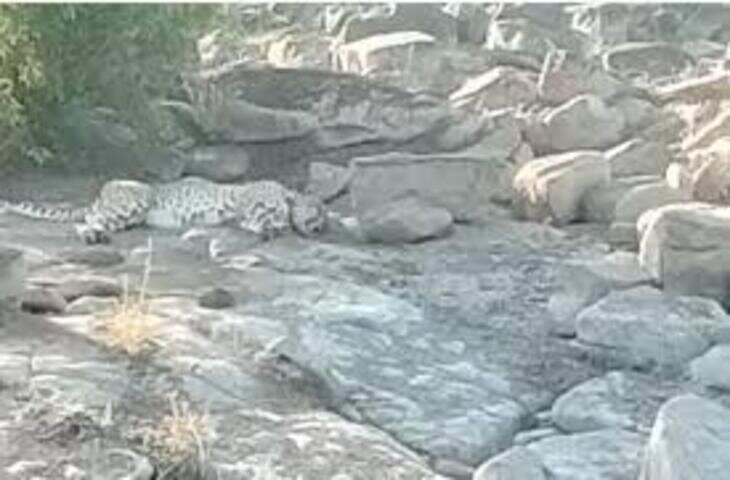 कूनो से निकला चीता KP-3 भरतपुर में डेरा डाले हुए, वीडियो में देंखे बंध बारैठा अभयारण्य में एक सप्ताह से मौजूद