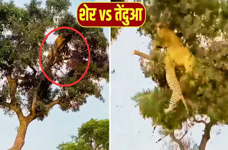 &nbsp;शेर और तेंदुए की पेड़ पर हुई खतरनाक &lsquo;जंग&rsquo;, डाली टूटने के बाद जो हुआ&hellip;