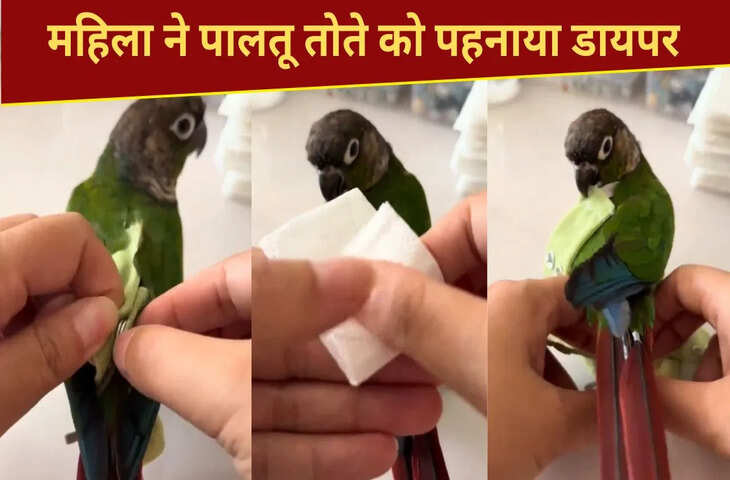 तोते भी पहनते हैं डायपर, यकीन न हो तो खुद देख लें; 1.4 करोड़ बार देखा गया वीडियो