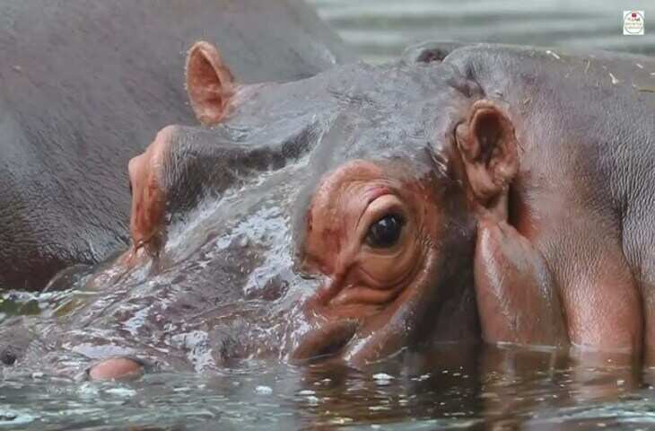 मरे हुए हिप्पो को खाने पहुंचे लकड़बग्गे, तभी हुआ बारूद जैसा धमाका, वायरल वीडियो ने चौंकाया इंटरनेट