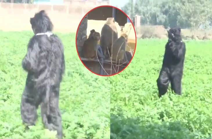 Viral Video: बंदरों से परेशान शख्स ने निकाला अनोखा जुगाड़, तरीका देख इंटरनेट पर लोग बोले&mdash;वाह!