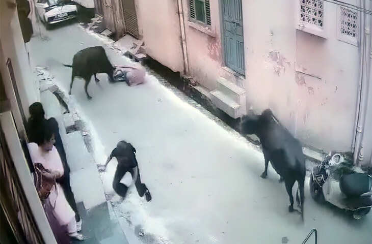लखनऊ में सड़क बनी मौत का मैदान! जबड़े में दबाकर लड़की को घसीटती रही गाय, वीडियो देख उड़ जाएंगे आप&nbsp;