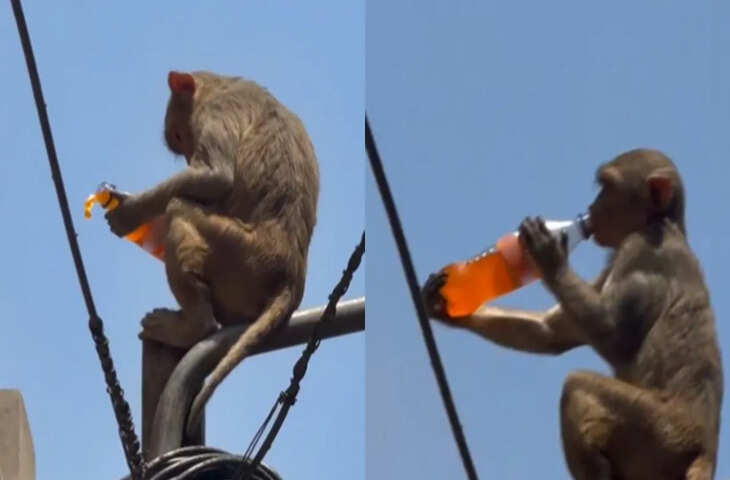 वृंदावन का नया वायरल वीडियो, बंदर की हरकत देखकर लोग बोले- ये तो &lsquo;राजा&rsquo; है​​​​​​​