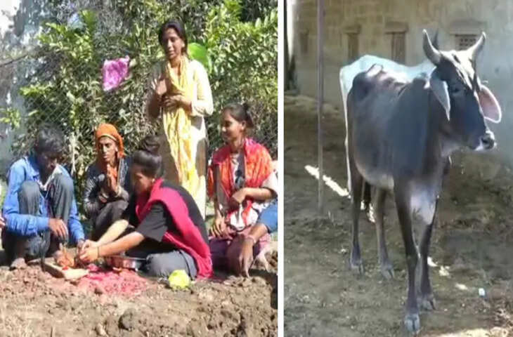 गाय की मौत पर छपवाए शोक संदेश कार्ड, शोक सभा-प्रसादी में BJP प्रदेश अध्यक्ष को बुलाया, जानिए पाली की अनोखी कहानी