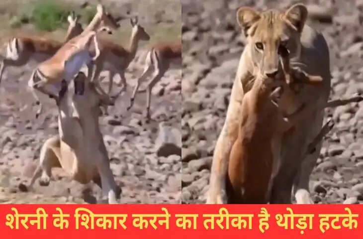 शेरनी ने एकदम स्टाइल में किया हिरण का शिकार, VIDEO देख दंग रह जाएंगे आप