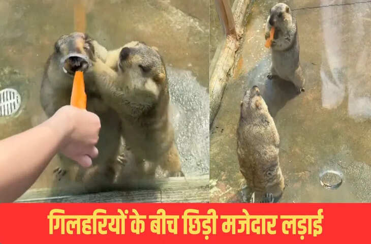 गाजर के एक टुकड़े के लिए आपस में भिड़ीं गिलहरियां, जमकर की फाइट, देखें मजेदार वीडियो