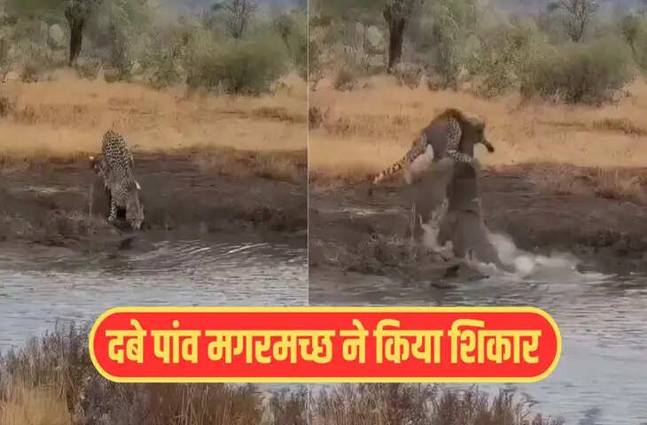 पानी पीने आए चीते को मगरमच्छ ने बनाया अपना शिकार