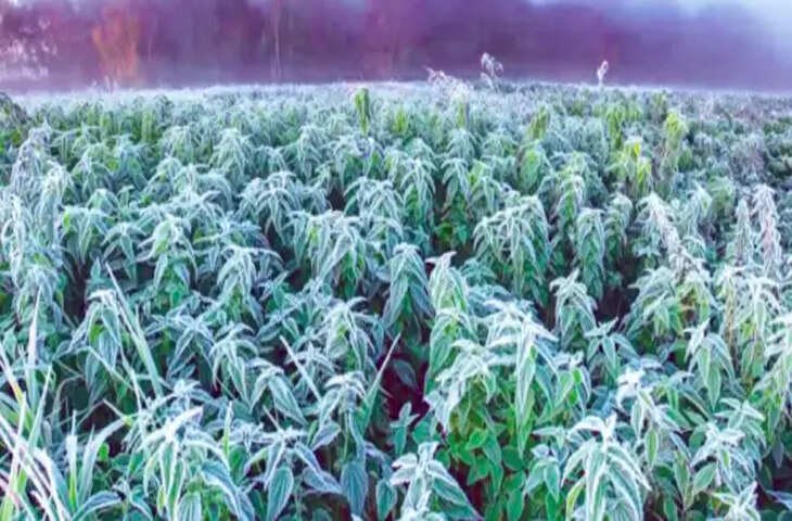 Rajasthan के Bikaner में 5 दिन की सर्दी ने जमाई महीनो की मेहनत पर बर्फ, 70% अनार और सरसो की फसलें बर्बाद      