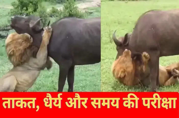बब्बर शेर ने बिना किसी शोर और चेतावनी के खत्म कर दी भैंस, महज डेढ़ मिनट में खत्म किया शिकार