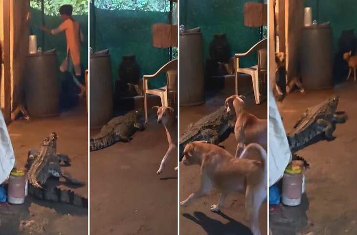 घर में मगरमच्छ की एंट्री से मचा हड़कंप, सामने आते ही शख्स ने घर के अंदर भागकर बचाई जान, देखे खौफनाक वीडियो&nbsp;