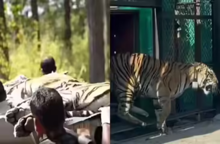 वीडियो! मुकंदरा हिल्स टाइगर रिजर्व में बाघों के बीच संघर्ष, बाघिन एमटी-10 घायल