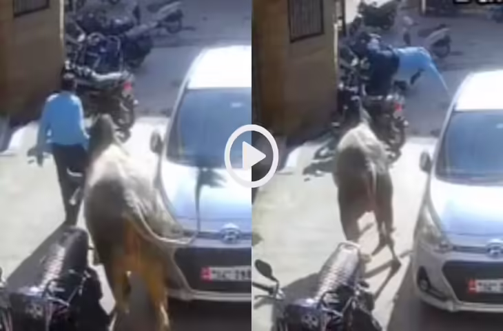 खौफनाक VIDEO: सड़क पर बैल का कहर, टक्कर लगते ही बुजुर्ग हवा में उछला और मौके पर ही मौत